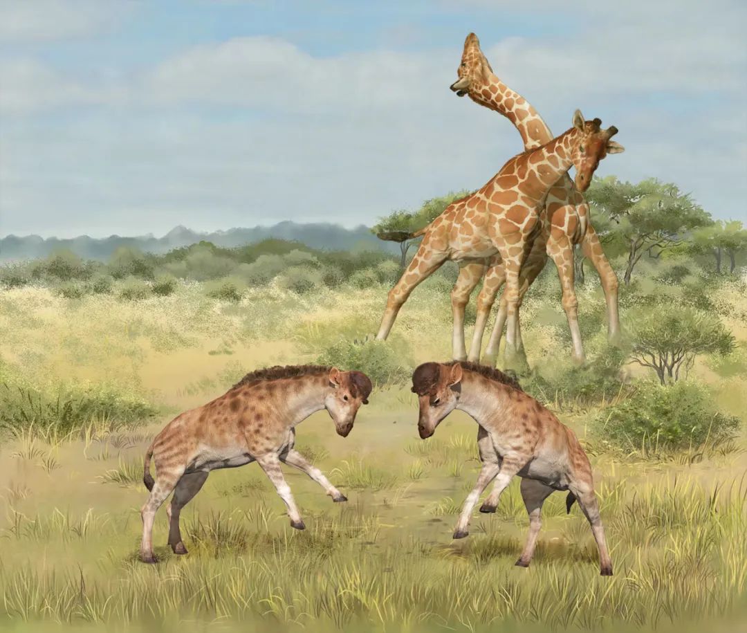 长颈鹿类雄性斗争的对比，前景为獬豸盘角鹿，远景为长颈鹿。图源：中科院古脊椎所