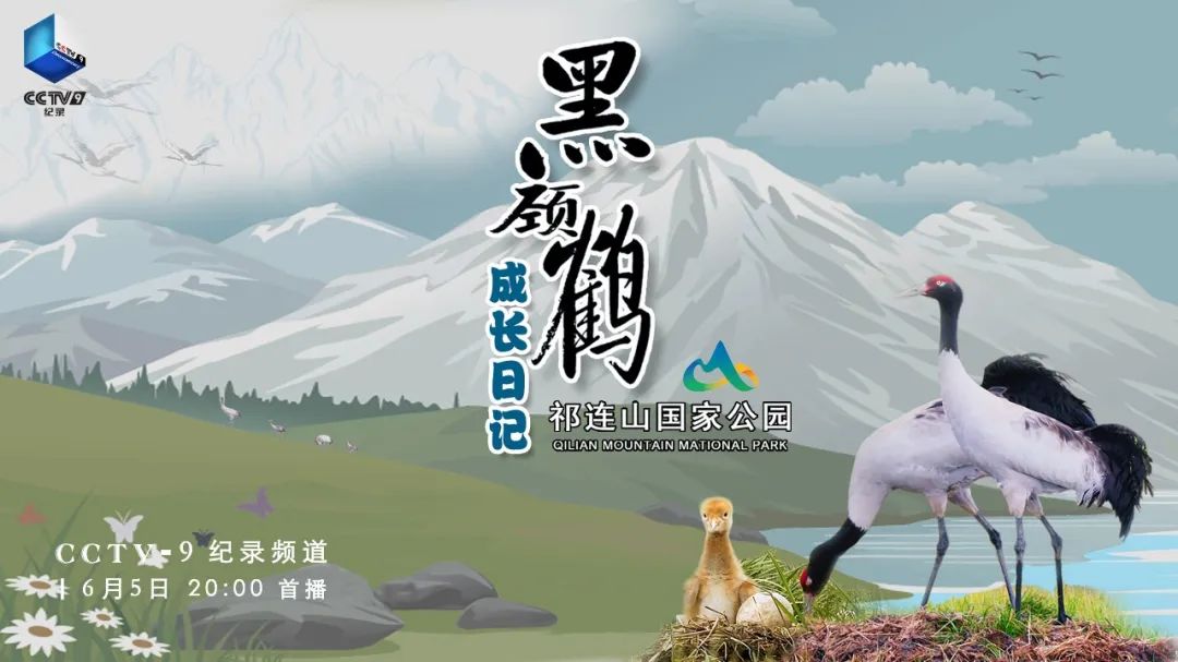 《黑颈鹤成长日记》明日首播|祁连山|青海省|黑颈鹤成长日记_新浪新闻