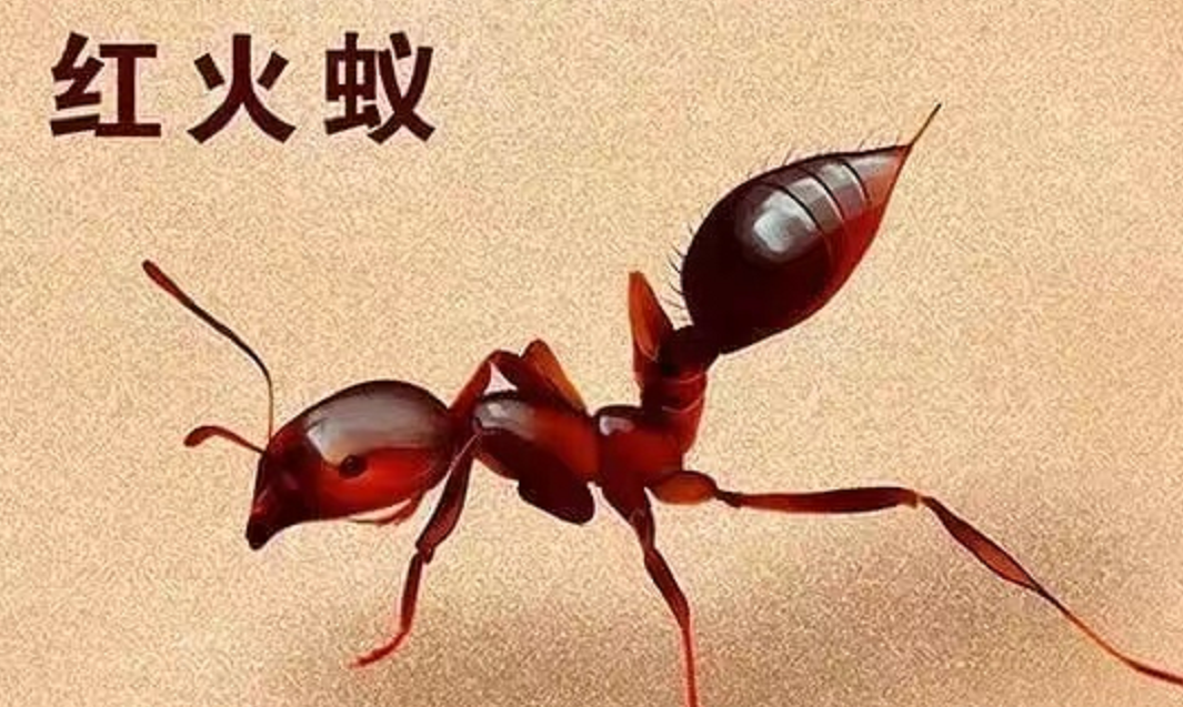 4岁男孩被红火蚁咬伤妈妈5分钟处理很有效医生不用开药