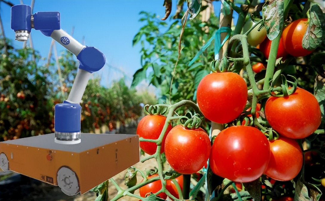 三农日报6月4日农业科技采摘机器人成为行业刚需