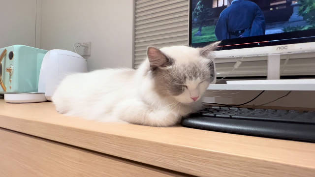 傻猫有傻福|布偶猫_新浪新闻