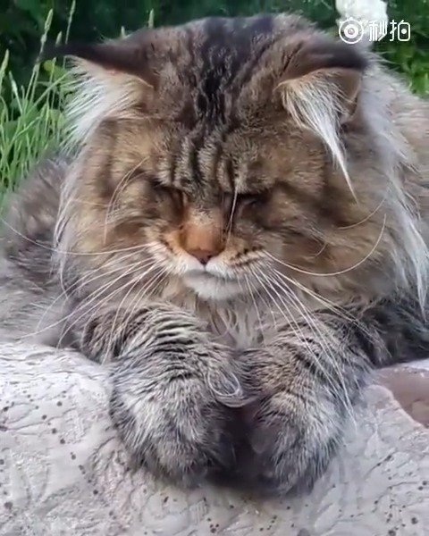 大猫外表看起来很霸气仔细一看还挺腼腆的萌宠部落格67