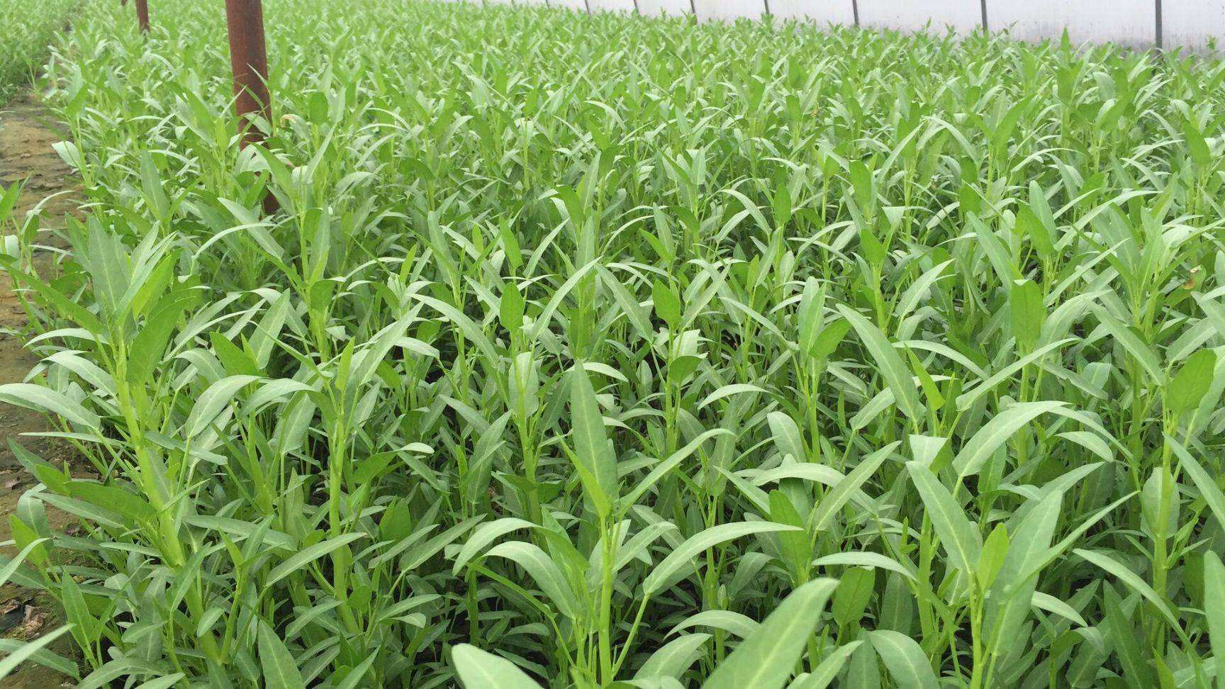 想要种植好绿油油一大片的空心菜又脆又绿方法与技巧不能少