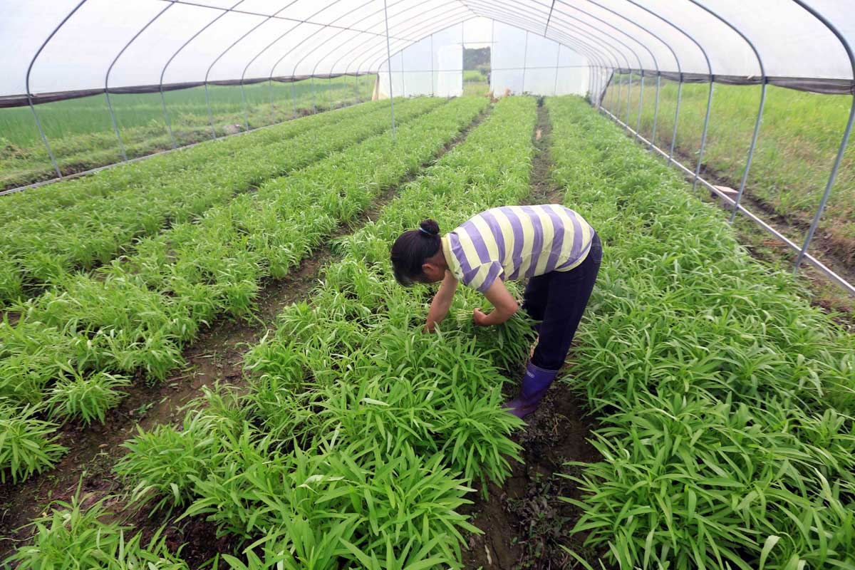 第三点,我们在种植空心菜的时候,可以在土地里面先拌上一些有机肥,这