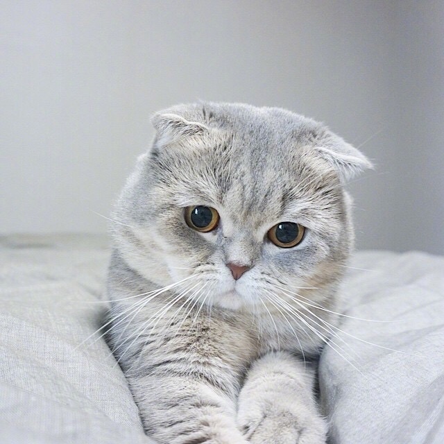 小萌猫受不了这样萌萌哒的小眼神