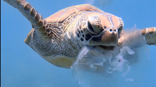 海龟吃水母