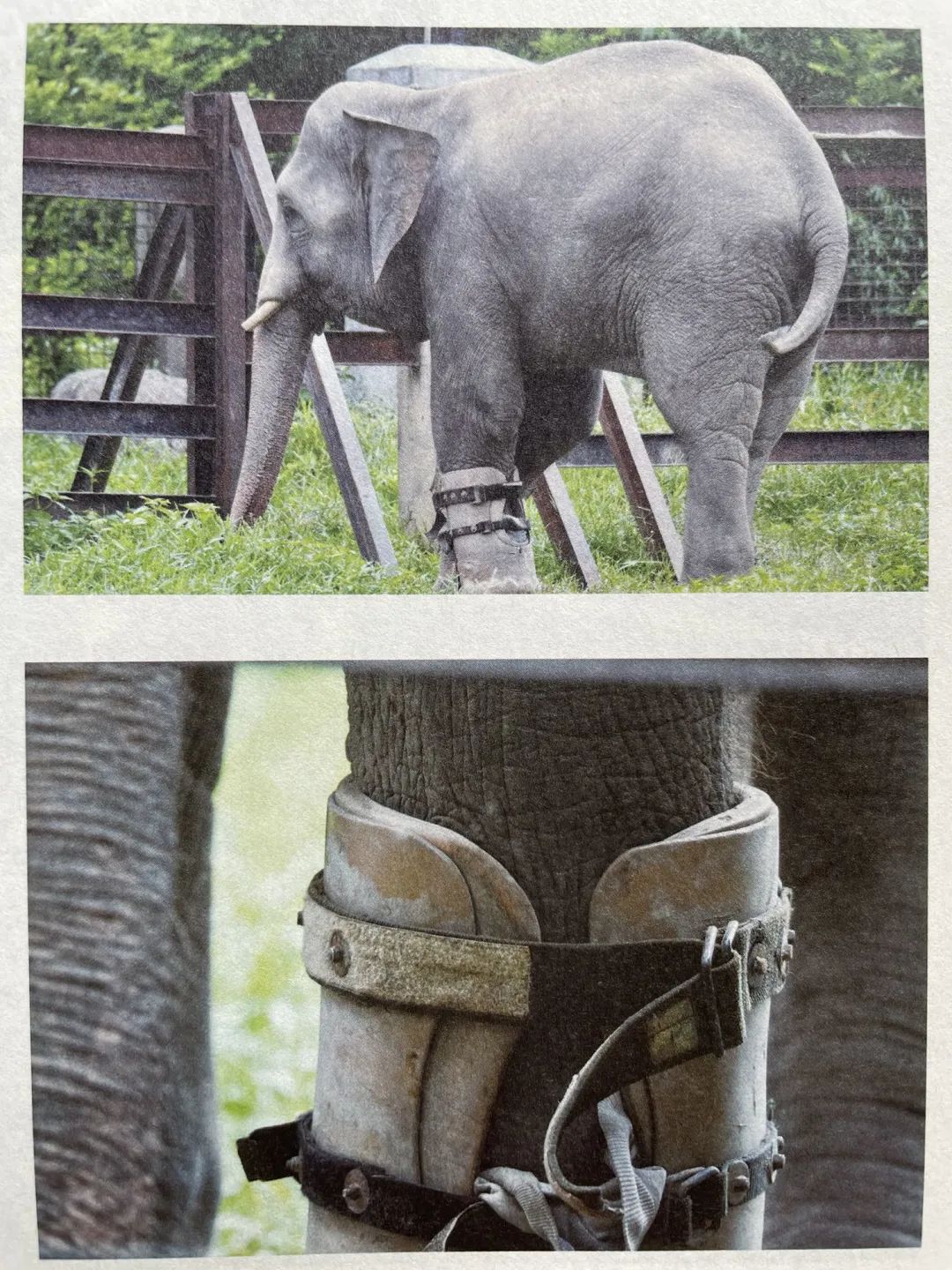 柬埔寨他茅山动物园救助的小象