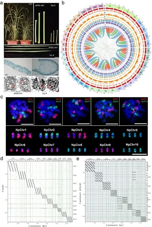 细茎野生种Np-X与AP85-441的表型、核型和基因组特征的比较。福建农林大学供图