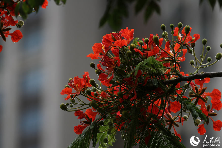厦门凤凰花期如约而至灿若云霞满城红