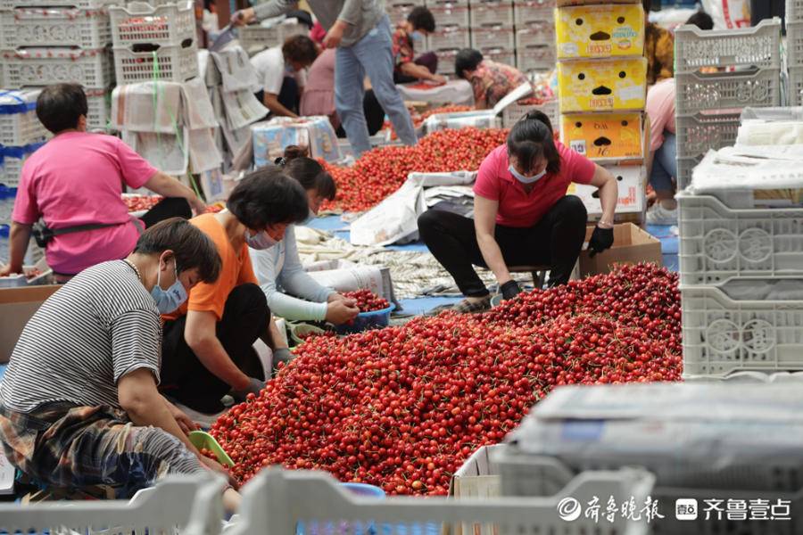 中国最大的大樱桃交易市场：电商人扎在市场日发万单