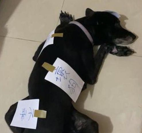 狗狗偷吃猫罐头,主人的惩罚方式很特别,狗狗:我被封印了!休闲区蓝鸢梦想 - Www.slyday.coM 狗狗偷吃猫罐头,主人的惩罚方式很特别,狗狗:我被封印了!休闲区蓝鸢梦想 - Www.slyday.coM