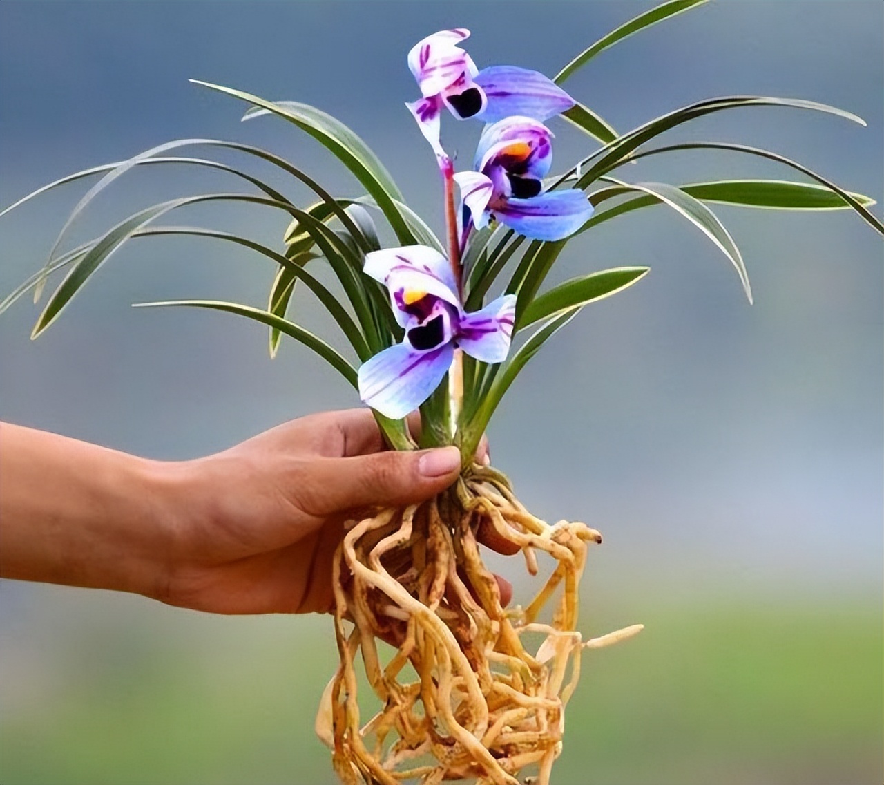 被誉为是香花之王的紫月荷花色高贵兰香醇正适合新手