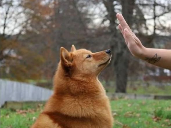 为了躲避主人的摸摸,狗狗也是拼了,这动作我是做不到了!休闲区蓝鸢梦想 - Www.slyday.coM 为了躲避主人的摸摸,狗狗也是拼了,这动作我是做不到了!休闲区蓝鸢梦想 - Www.slyday.coM