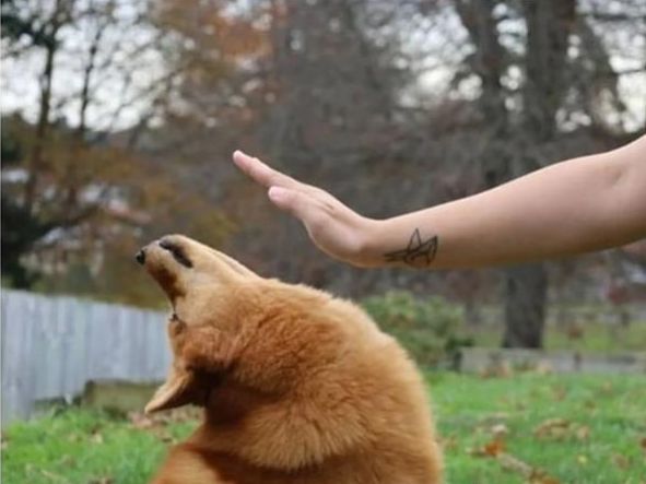 为了躲避主人的摸摸,狗狗也是拼了,这动作我是做不到了!休闲区蓝鸢梦想 - Www.slyday.coM 为了躲避主人的摸摸,狗狗也是拼了,这动作我是做不到了!休闲区蓝鸢梦想 - Www.slyday.coM