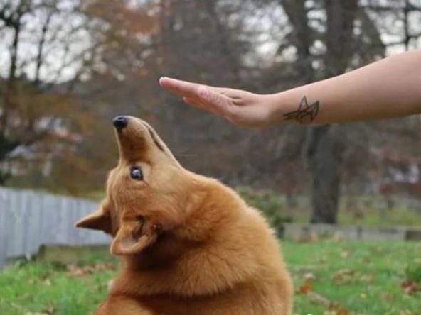 为了躲避主人的摸摸,狗狗也是拼了,这动作我是做不到了!休闲区蓝鸢梦想 - Www.slyday.coM 为了躲避主人的摸摸,狗狗也是拼了,这动作我是做不到了!休闲区蓝鸢梦想 - Www.slyday.coM