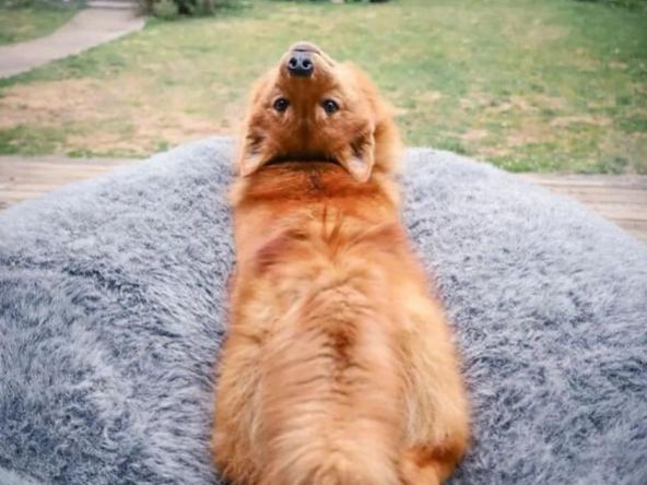 为了躲避主人的摸摸,狗狗也是拼了,这动作我是做不到了!休闲区蓝鸢梦想 - Www.slyday.coM 为了躲避主人的摸摸,狗狗也是拼了,这动作我是做不到了!休闲区蓝鸢梦想 - Www.slyday.coM