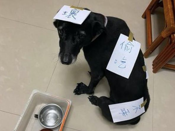 狗狗偷吃猫罐头,主人的惩罚方式很特别,狗狗:我被封印了!休闲区蓝鸢梦想 - Www.slyday.coM 狗狗偷吃猫罐头,主人的惩罚方式很特别,狗狗:我被封印了!休闲区蓝鸢梦想 - Www.slyday.coM