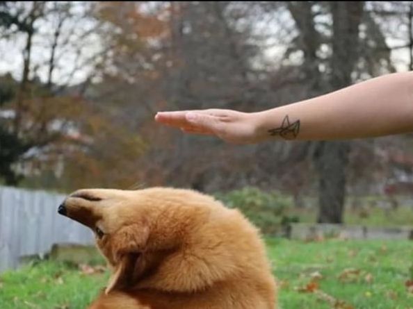 为了躲避主人的摸摸,狗狗也是拼了,这动作我是做不到了!休闲区蓝鸢梦想 - Www.slyday.coM 为了躲避主人的摸摸,狗狗也是拼了,这动作我是做不到了!休闲区蓝鸢梦想 - Www.slyday.coM