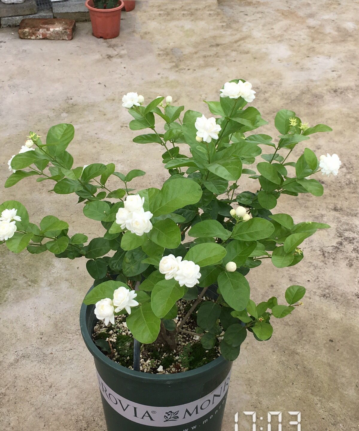 茉莉花界的贵族宝珠茉莉花大香浓多季开花你值得拥有