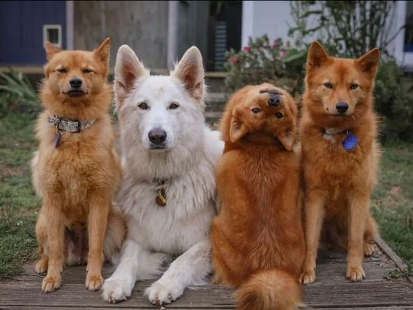 为了躲避主人的摸摸,狗狗也是拼了,这动作我是做不到了!休闲区蓝鸢梦想 - Www.slyday.coM 为了躲避主人的摸摸,狗狗也是拼了,这动作我是做不到了!休闲区蓝鸢梦想 - Www.slyday.coM