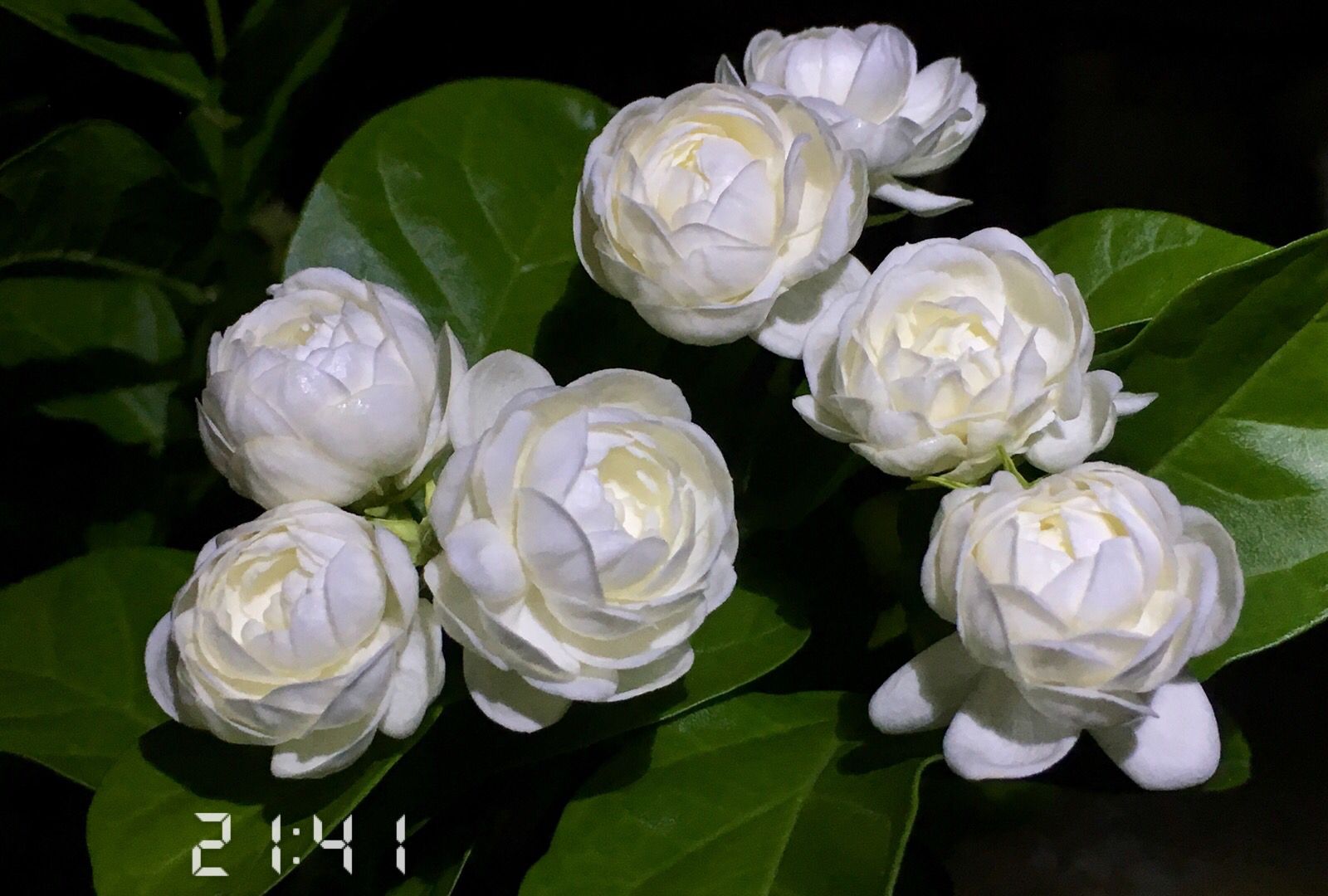 茉莉花界的贵族宝珠茉莉花大香浓多季开花你值得拥有