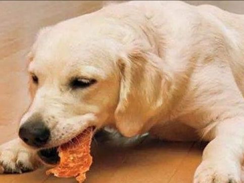 狗狗偷吃猫罐头,主人的惩罚方式很特别,狗狗:我被封印了!休闲区蓝鸢梦想 - Www.slyday.coM 狗狗偷吃猫罐头,主人的惩罚方式很特别,狗狗:我被封印了!休闲区蓝鸢梦想 - Www.slyday.coM