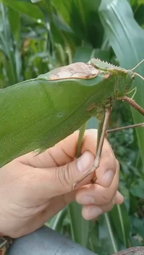 卧槽这么大的蝈蝈你们见过吗