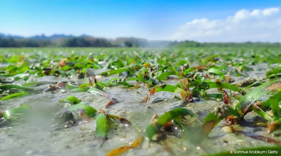 世界环境日一只船锚一日给海草带来的伤害需要一千年来恢复