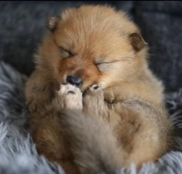 为了躲避主人的摸摸,狗狗也是拼了,这动作我是做不到了!休闲区蓝鸢梦想 - Www.slyday.coM 为了躲避主人的摸摸,狗狗也是拼了,这动作我是做不到了!休闲区蓝鸢梦想 - Www.slyday.coM