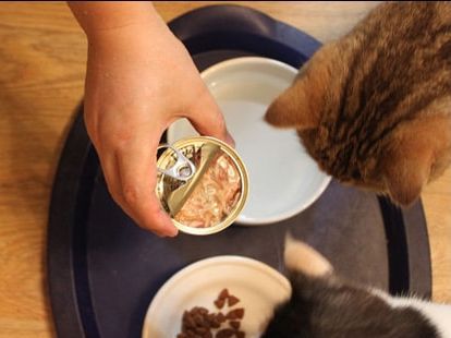 狗狗偷吃猫罐头,主人的惩罚方式很特别,狗狗:我被封印了!休闲区蓝鸢梦想 - Www.slyday.coM 狗狗偷吃猫罐头,主人的惩罚方式很特别,狗狗:我被封印了!休闲区蓝鸢梦想 - Www.slyday.coM