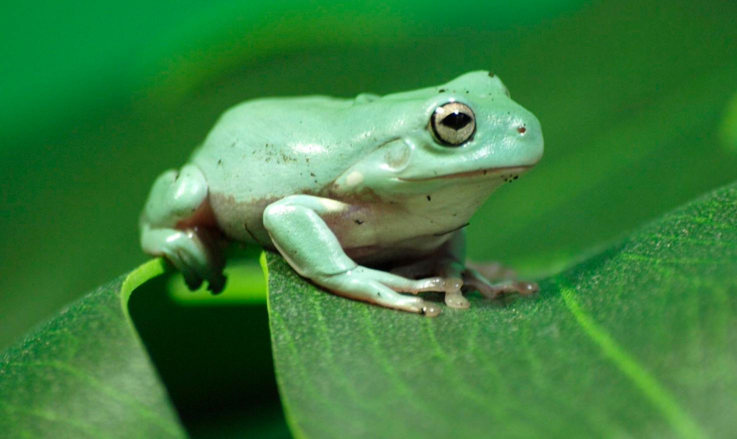 澳洲分布最多海关截获活体树蛙能破艾滋病病原体考虑引进