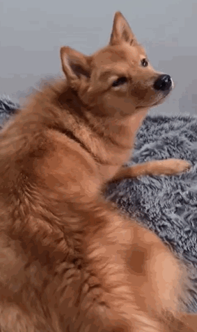 为了躲避主人的摸摸,狗狗也是拼了,这动作我是做不到了!休闲区蓝鸢梦想 - Www.slyday.coM 为了躲避主人的摸摸,狗狗也是拼了,这动作我是做不到了!休闲区蓝鸢梦想 - Www.slyday.coM