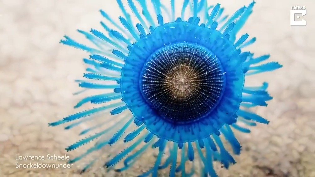 海洋生物学家lawrencescheele偶然拍到的银币水母因其独特的造型和
