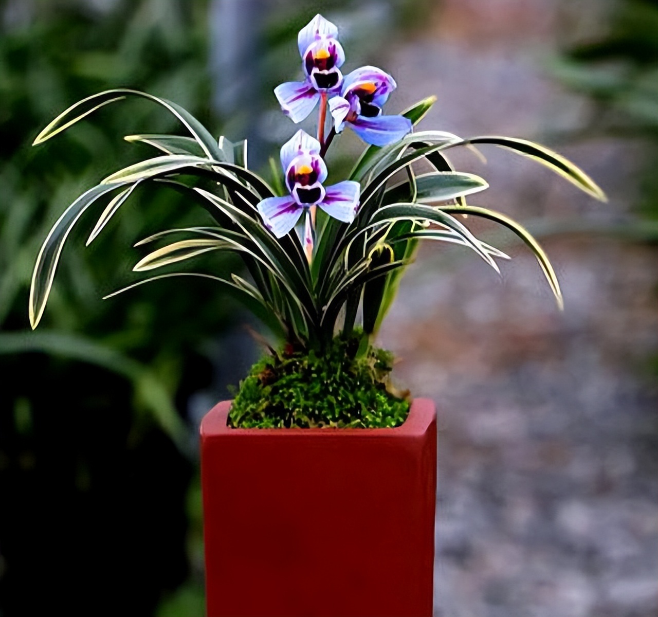 之王"的紫月荷,花色高贵,兰香醇正,适合新手|荷兰|花色|兰花_新浪新闻