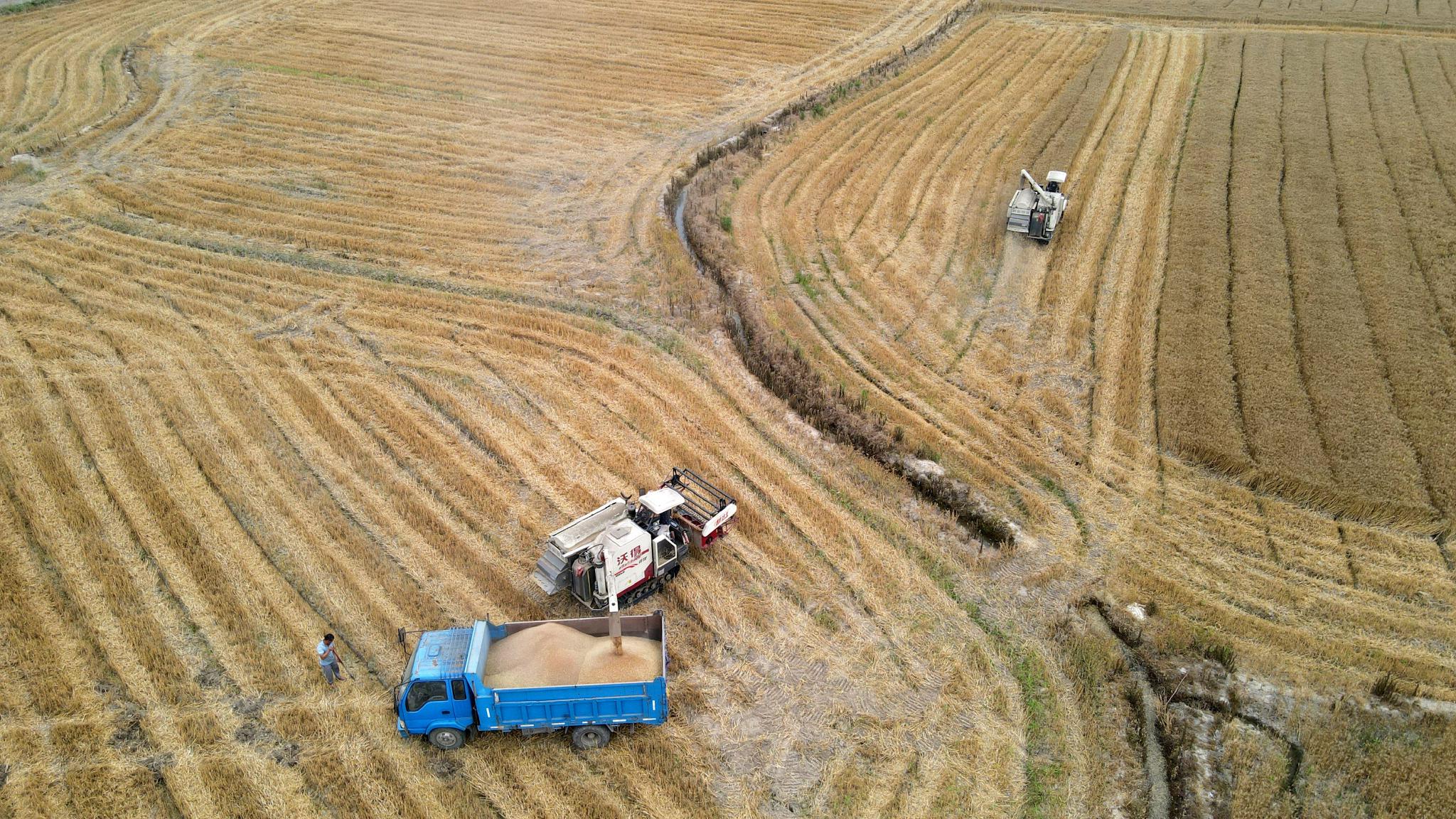 无人机收割小麦图片