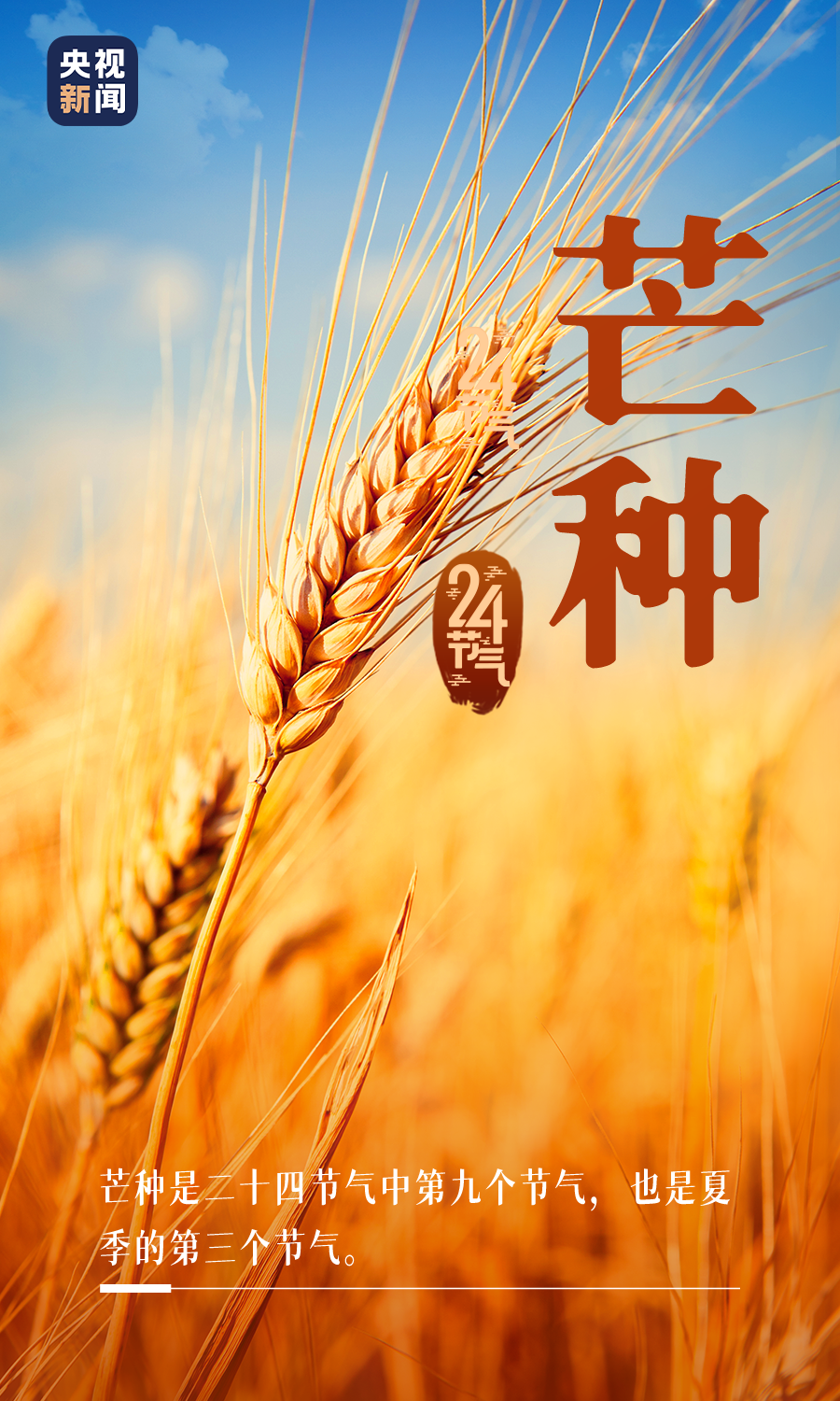 今日芒种芒种忙麦又黄