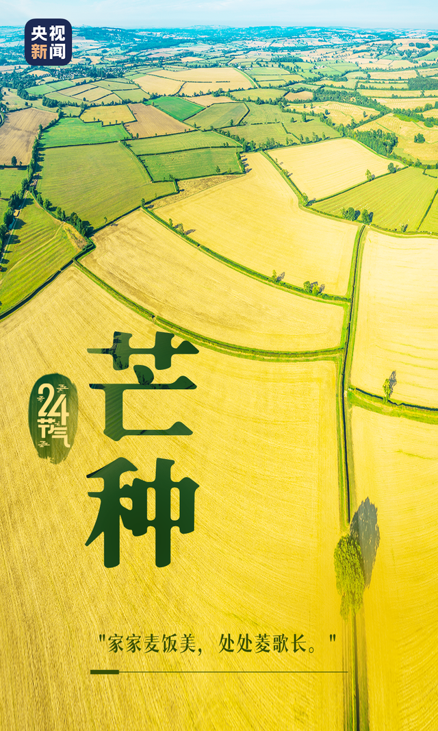北方麦黄,江南梅熟此时节,仲夏已至迎来"芒种"节气6月6日0时26分
