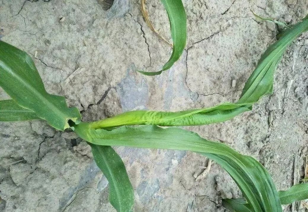 坏事了玉米心叶拧成鞭问题不简单农民怎么办快来看答案