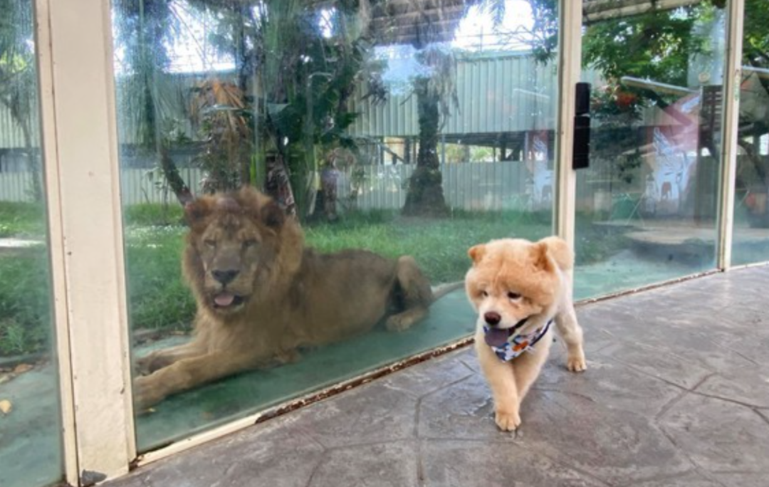 带狗狗一起逛动物园，它看到狮子后……被狗狗的反应笑哭了休闲区蓝鸢梦想 - Www.slyday.coM