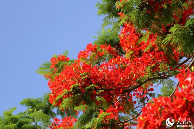 厦门凤凰花期如约而至灿若云霞满城红