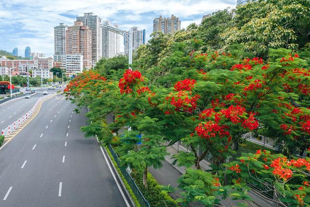 厦门市公园东路旁的凤凰花悄然开放.许秋珩摄