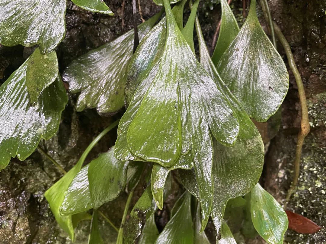 景宁发现浙江物种新纪录：长柄车前蕨休闲区蓝鸢梦想 - Www.slyday.coM
