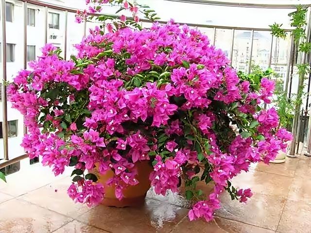 三角梅花期到了 3个 催花技巧 开花繁花似锦 四季开花 三角梅 梅花 新浪新闻