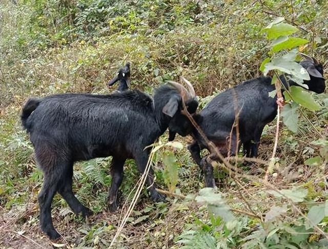 它是一种特色羊,因产肉多深受市场欢迎,还赢得养殖户的好口碑__财经