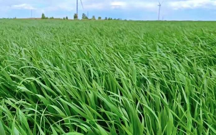 5月底,优牧农业通辽基地的燕麦草长势蓬勃旺盛.受访者供图