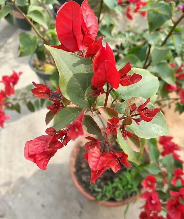 三角梅花期到了3个催花技巧开花繁花似锦四季开花