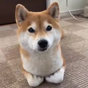 主人家的柴犬喜欢揣手手网友看完表示这是跟猫学的吧