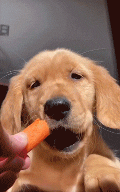 2只狗子吃胡萝卜其中一只吃的好优雅慢慢品尝