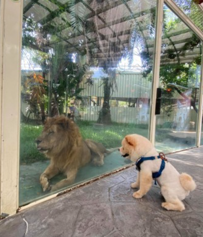 带狗狗一起逛动物园，它看到狮子后……被狗狗的反应笑哭了休闲区蓝鸢梦想 - Www.slyday.coM