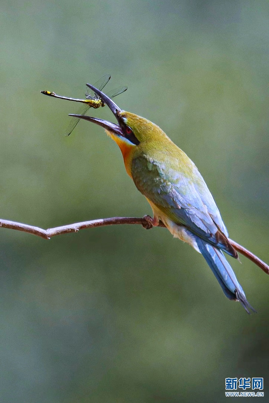 领略生物多样性之美栗喉蜂虎